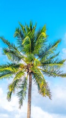 Palm tree on blue sky with clouds