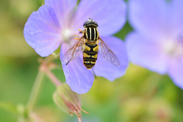 Hoverfly on Purple Flower, Geranium, Hoverfly on Flower