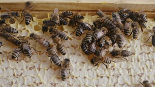 Karnika family bees working hive. Collecting honey in summer. Sealing honeycomb