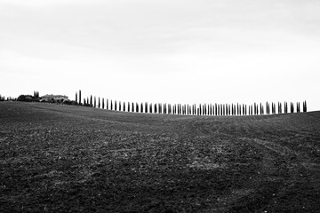 Tuscany tree line leading to a farm house in black and white with copy space 