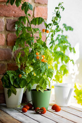 Growing tomatoes in the home at summer in balcony. Small bush of balcony cherry orange and red tomato in flower pots on wooden windowsill. Sustainable lifestyle, fresh home-grown organic vegetables