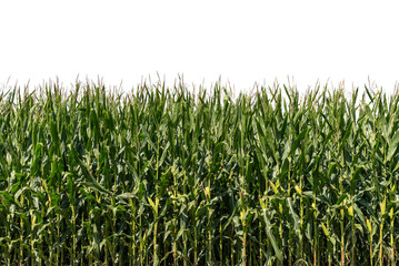 Corn plants seen in the field. Ideal for frame