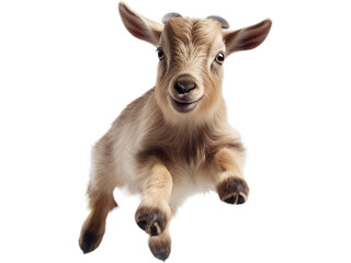 Playful Nigerian Dwarf Goat, no background