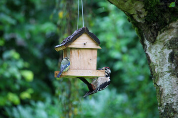 regular bird feeding in summer