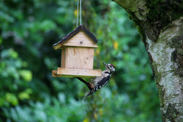 regular bird feeding in summer