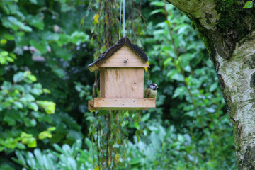 regular bird feeding in summer