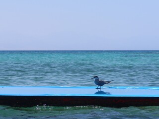 Sea birds sitting on a blue floating matt on the calm water of Ras Shitan in Nuweiba in Sinai in Egypt