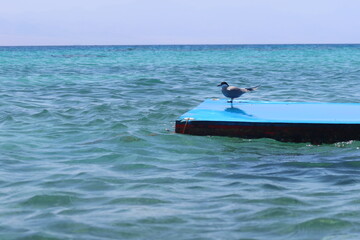Fototapeta na wymiar Sea birds sitting on a blue floating matt on the calm water of Ras Shitan in Nuweiba in Sinai in Egypt