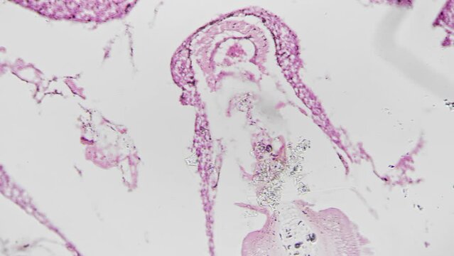 People ciliated epithelium in section under microscope 200x against bright field background. Isolated macro view of human tissue located in inner surfaces of the body. Layers of cells studied in lab