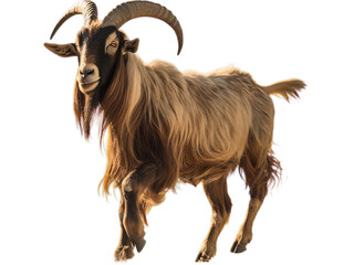 Confident LaMancha Goat, no background