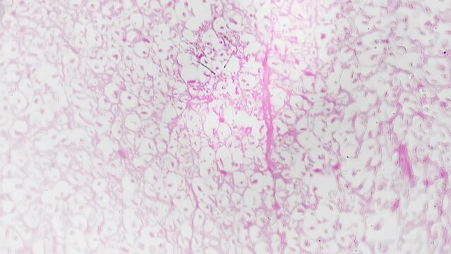 Section of human medulla oblongata filmed under microscope 200x on white background. Macro footage of lower part of the brainstem magnified in scientific laboratory. Studying anatomy on biology lesson