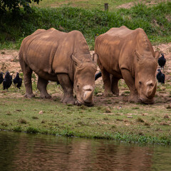 Obraz premium Rinocerontes zoo