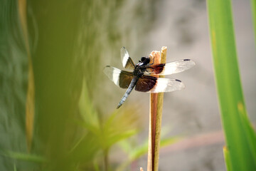 Black and White Winged Dragonfly