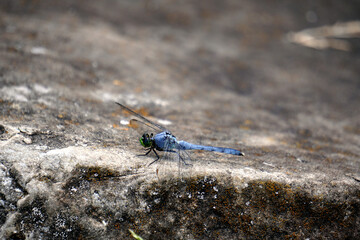 Emperor Dragonfly Resting