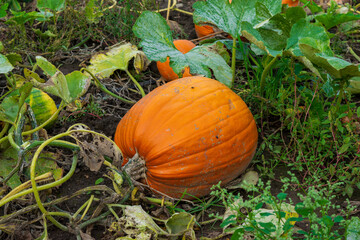 Obraz premium Single pumpkin growing in the vegetable garden ready to be harvested