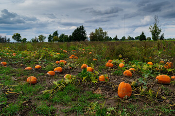 Autumn field with colorful squashes and pumpkins .