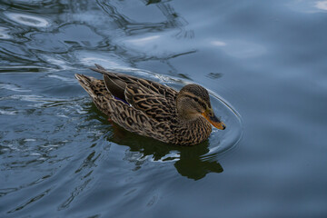 Brown duck swimming in the water.  Portrait photo of a duck. Duck making waves behind it.