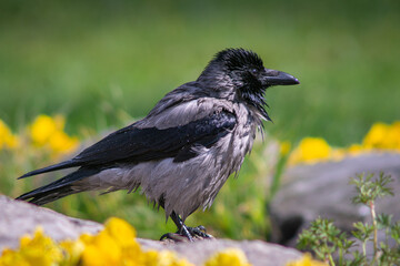 The cute crow got wet. Standing alone among the flowers and greenery. Very clear and detailed face.