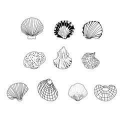 Seashell doodle line art design element for coloring page, teaching resourses.