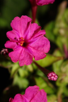 Don Diego de Noche de vivos colores, fuxia, rosa y amarillo, brillando