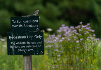 Burncoat Pond Wildlife Sanctuary in Spencer MA