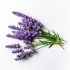 Lavender on a plain white background - isolated stock pictures Lavender_on_a_plain_white_background - isolated stock pictures