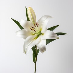 Lily on a plain white background - isolated stock pictures Lavender_on_a_plain_white_background - isolated stock pictures