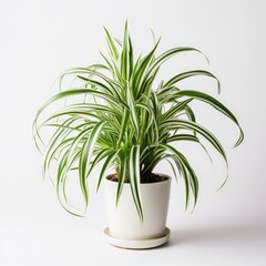 Spider Plant on a plain white background - isolated stock pictures Lavender_on_a_plain_white_background - isolated stock pictures
