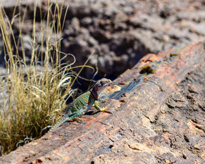 Photograph of a Collared Lizzard