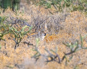 Photograph of a coyote