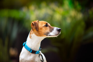 Dog breed jack russell terrier in a collar, obedience in the park