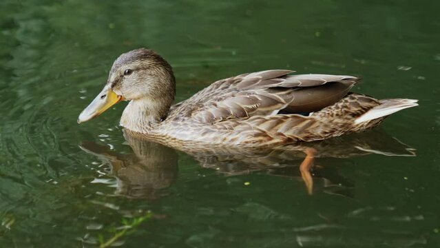 Lovely medley mallard on the calm river. Wild duck searching for duckweed to eat. Close up.
