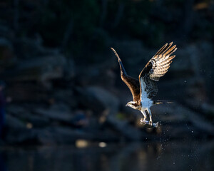 Photograph of an Osprey with a fish