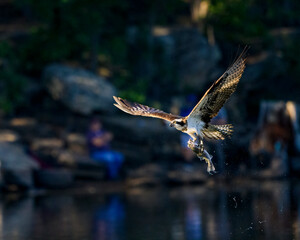 Obraz premium Photograph of an Osprey with a fish