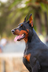Doberman Pinscher, dog obedience in the park