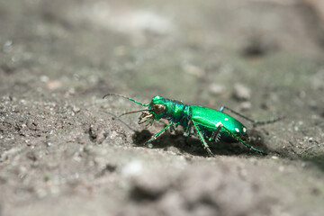 A six-spotted tiger beetle walks across the dirt of a mountain bike trail at Taylor Creek Park in Toronto, Ontario, Canada.