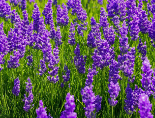 Unique purple lavender among green plants