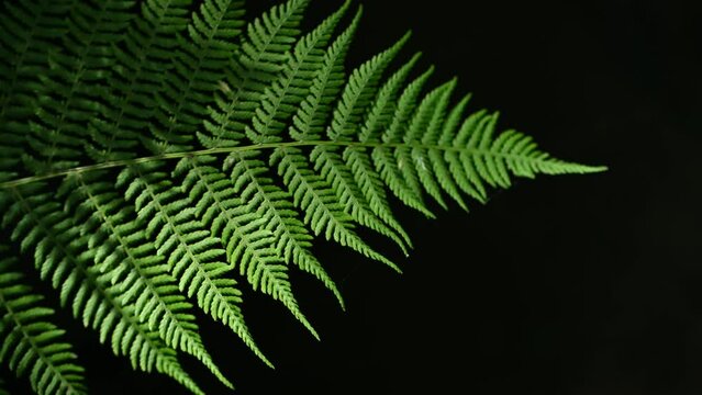 Green fern frond backlit against a black background, lush leaf