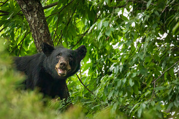 Black Bear in a Wild Cherry Tree
