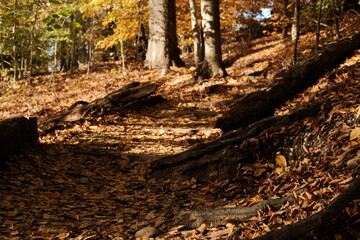 Yellow leaf tree in forest during the autumn