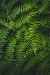 green fern leaves - 634205567