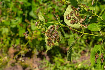 Many bees on the leaves. Close-up photo of bees