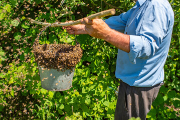 A man holds a bucket with a swarm of bees