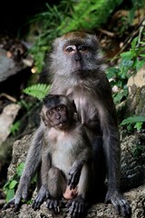 Mono con su cría de frente en las Cuevas Batu, Malasia. 
