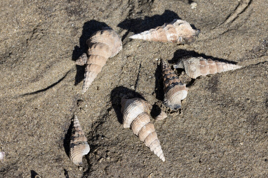 Sydney Mud Whelks shells at low tide
