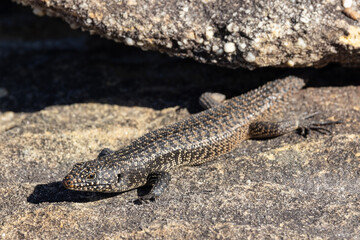 Australian Cunningham Skink basking outside it's sandstone rock crevice