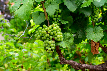 Upripe green grapes on champagne vineyards in Cote des Bar, south of Champange, France