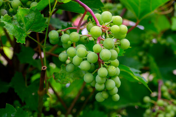 Upripe green grapes on champagne vineyards in Cote des Bar, south of Champange, France