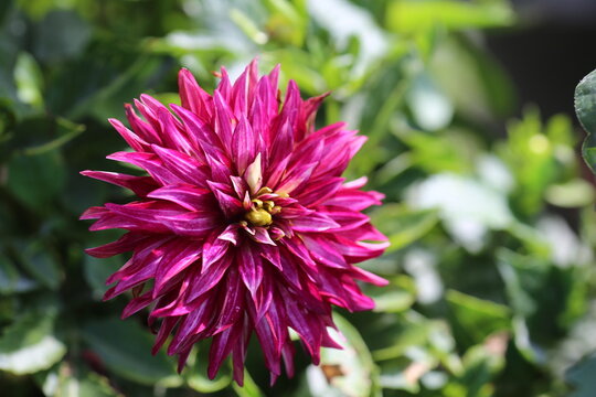 macro shot of magenta dalia flower with green leaves behind it