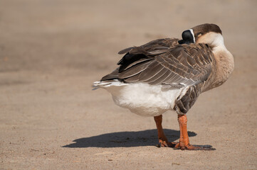 Selective focus on sleeping swan goose.Sleeping swan goose is on brown background.